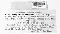 Image of Corynelia uberata